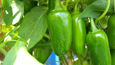 Jalepeno_002_k.jpg