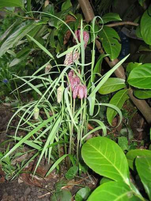 Fritillaria_meleagris_unter_Kirschlorbeer.jpg