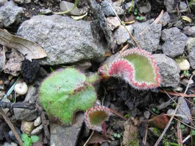 Hortus_Ratselpflanze.jpg
