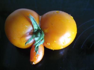 TomateSonderform.jpg