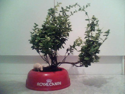 punkbonsai.jpg