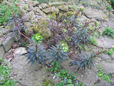 Euphorbia_unbekannt.jpg