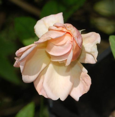 Arethusa_0010__77423.jpg