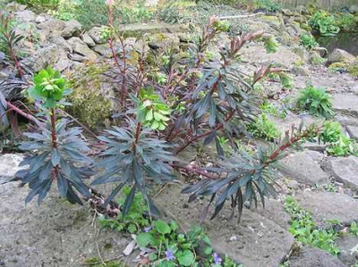 Euphorbia_unbekannt__2.jpg