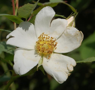 Rosa_fedtschenkoana_0010__77434.jpg