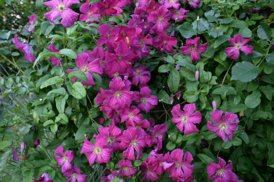 Cl.vit.Abundance0407a.jpg