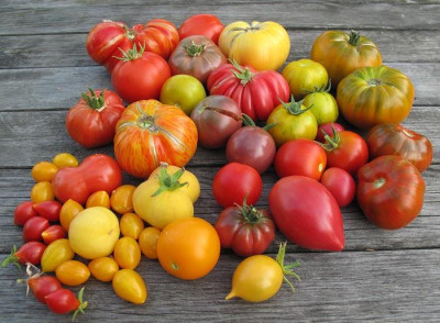 tomatenernte_15_aug_2010.jpg