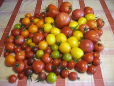 Tomatenauswahl1.jpg
