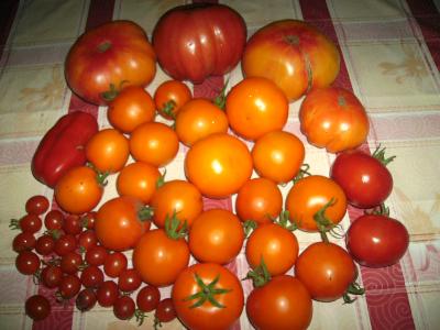 Tomatenauswahl2.jpg