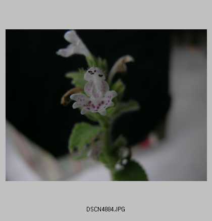 DSCN4884_1.jpg