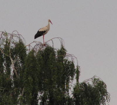 Storch_im_Garten_a.jpg