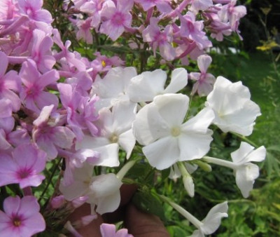 2_Phlox_a.jpg