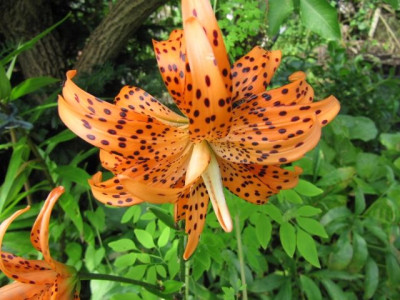 Lilium_lancifolium_fl_pl_a.jpg