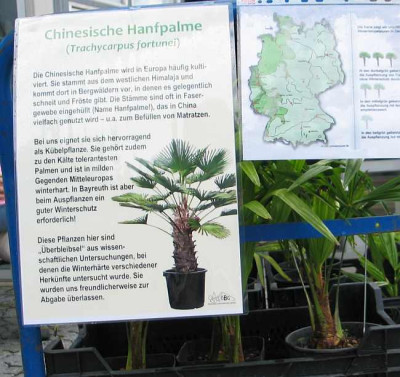 hanfpalme-axel.jpg