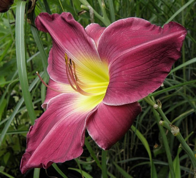 hemerocallis_unbekannt0_79kb.jpg