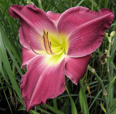 hemerocallis_unbekannt1_79kb.jpg