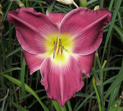 hemerocallis_unbekannt2_79kb.jpg