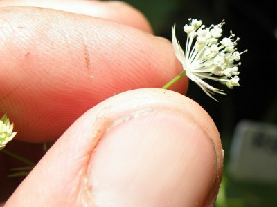 Astrantia_minor_79kb.jpg