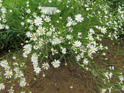 ptarmicoides_Major.jpg