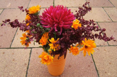 Melde_Calendula.JPG