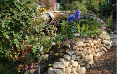 Teichrand_0010__74523.jpg