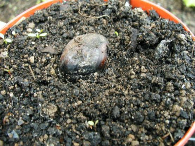 maronifrucht_in_erde.jpg