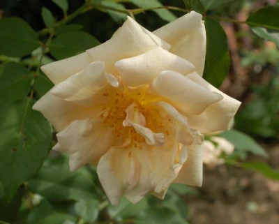 Reve_dOr__P_77600_95.jpg