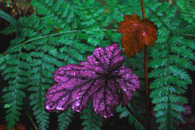 Heuchera1.jpg