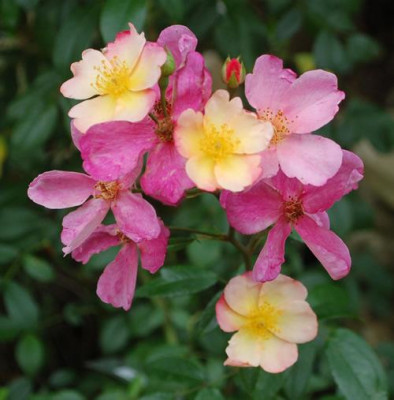 Plaisanterie_0010__77537.jpg
