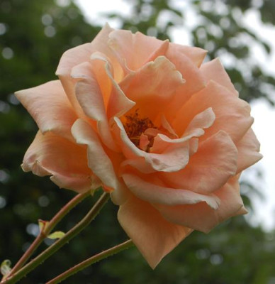 Royal_Sunset_0010__77614.jpg