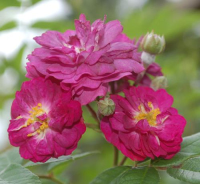 Rose-Marie_Viaud_0010__77619.jpg