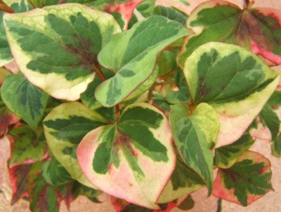 Houttuynia_cordata_Chamaeleon.JPG
