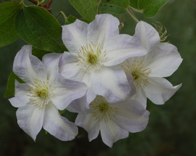 Clematis_patens_Yukikomachi_0010__77699.jpg