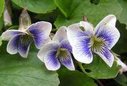 Viola_cuculatta_striata.jpg