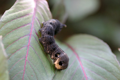 Raupe0910.jpg