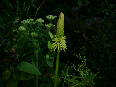 kniphofgreenjade.jpg