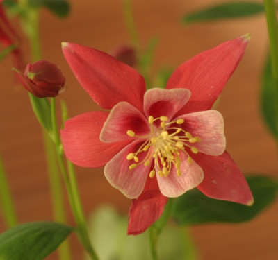 aquilegia_origami_red_white_1623.jpg