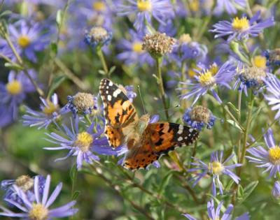 Aster_amellus.jpg