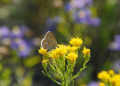 Aster_linosyris1.jpg
