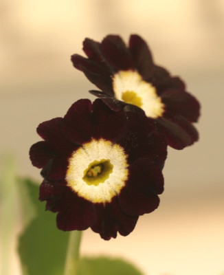gartenaurikel_tiefrot_1624.jpg