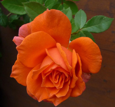 BF_0810_02.JPG