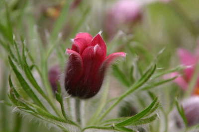 Pulsatilla-April-2.jpg