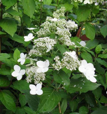 Hydrangea_paniculata_Samling_2008_.jpg
