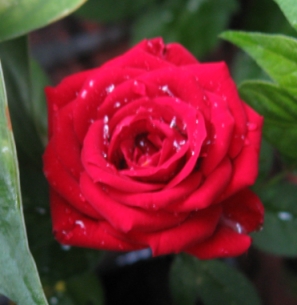 IMG_5712a.jpg