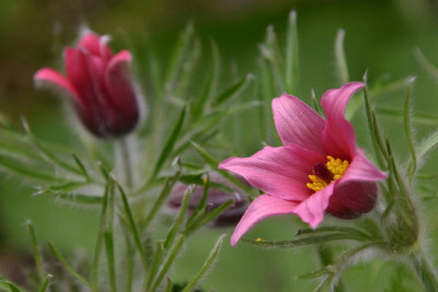 Pulsatilla-April-3.jpg