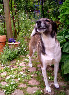 Amy_Wachhund.jpg