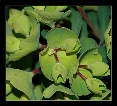 Euphorbia_rot-gruen_13-04-05.jpg