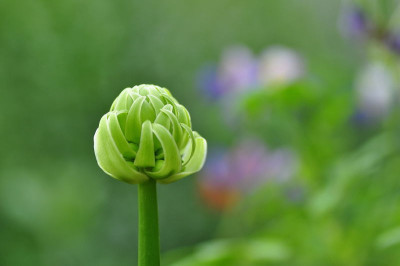 Ornithogalum_Knospe.JPG