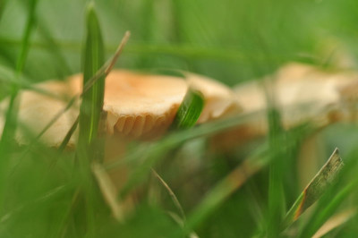 Pilz_in_der_Wiese.JPG