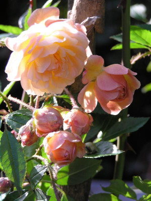 GdF_Herbst.jpg
